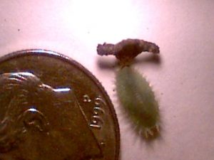 spiny oak slug