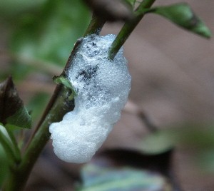 spittlefroth | Walter Reeves: The Georgia Gardener