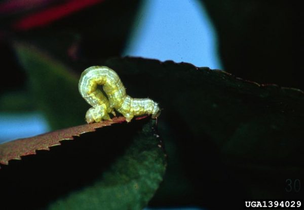 Spring cankerworm James B. Hanson, USDA Forest Service, Bugwood.org