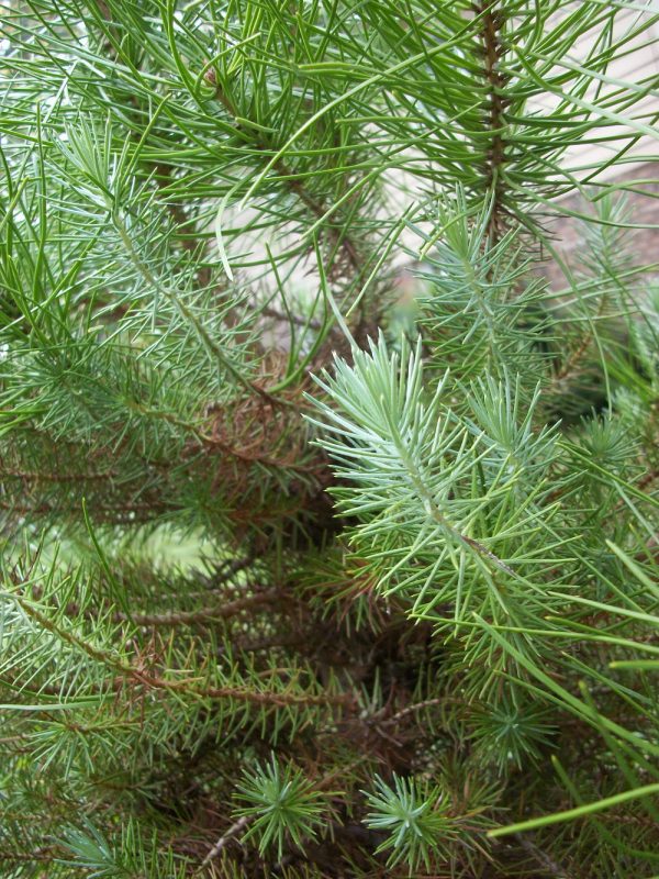 Italian stone pine - juvenile foliage and mature foliage