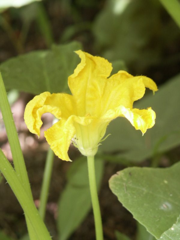 squash male flower | Walter Reeves: The Georgia Gardener