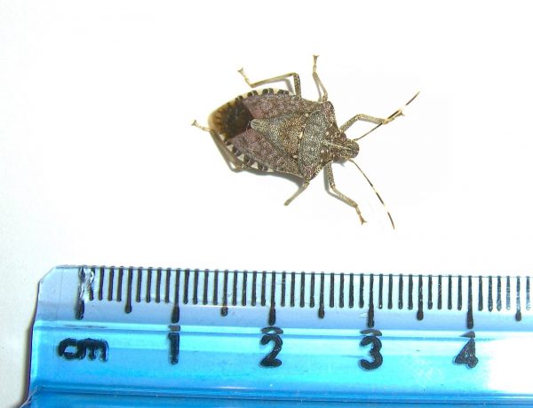 brown marmorated stinkbug