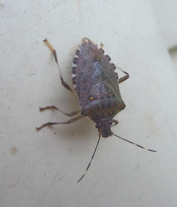 stinkbug BMSB 1 | Walter Reeves: The Georgia Gardener