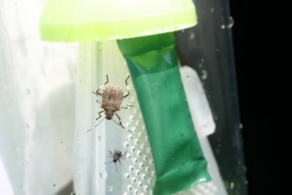 stinkbug marmorated 1 | Walter Reeves: The Georgia Gardener