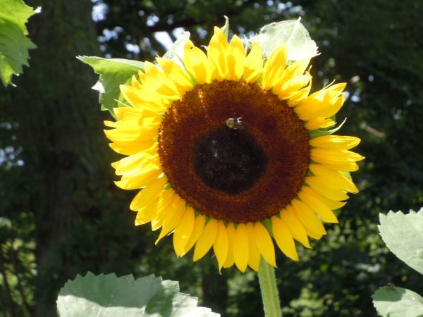 sunflower 3 (2) | Walter Reeves: The Georgia Gardener