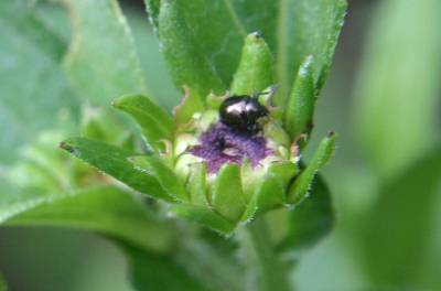 susiebeetle1 | Walter Reeves: The Georgia Gardener