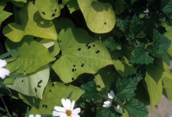 tortoise beetle damage - holes in leaves