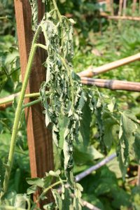 tomato bacterial wilt