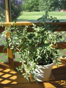 tomato container