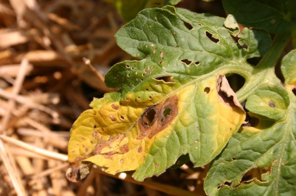 tomato early blight