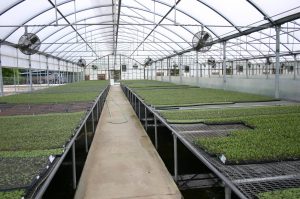 tomato greenhouse