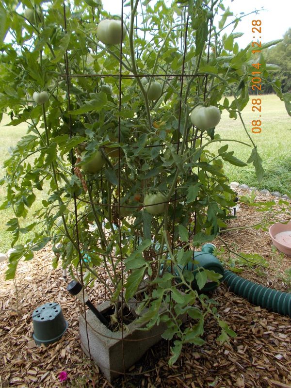 Thunderstorm knocked over tomato vine