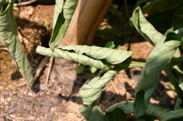 tomato leaf curl