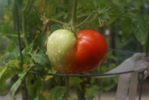 tomato odd