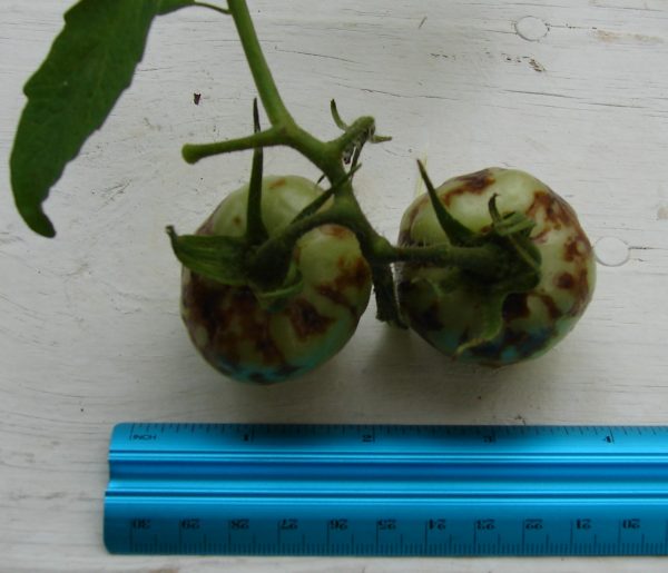 tomato spotted wilt virus 3 don't know source | Walter Reeves: The Georgia Gardener
