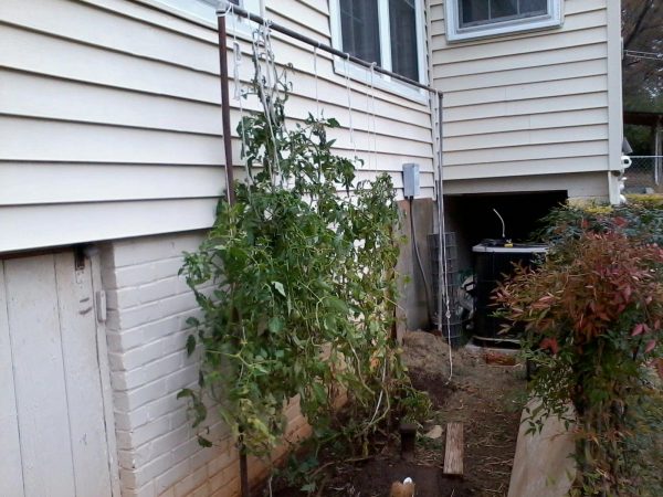tomato trellis system 1 | Walter Reeves: The Georgia Gardener