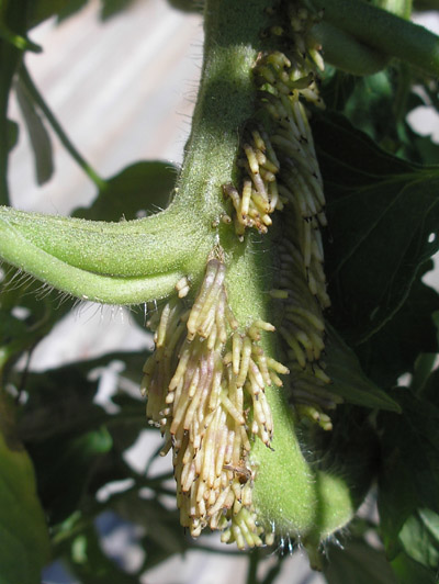 growths on tomato stem