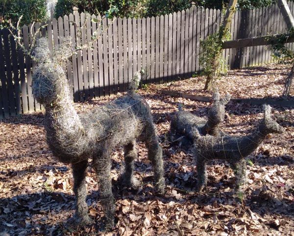 topiary Spanish moss | Walter Reeves: The Georgia Gardener