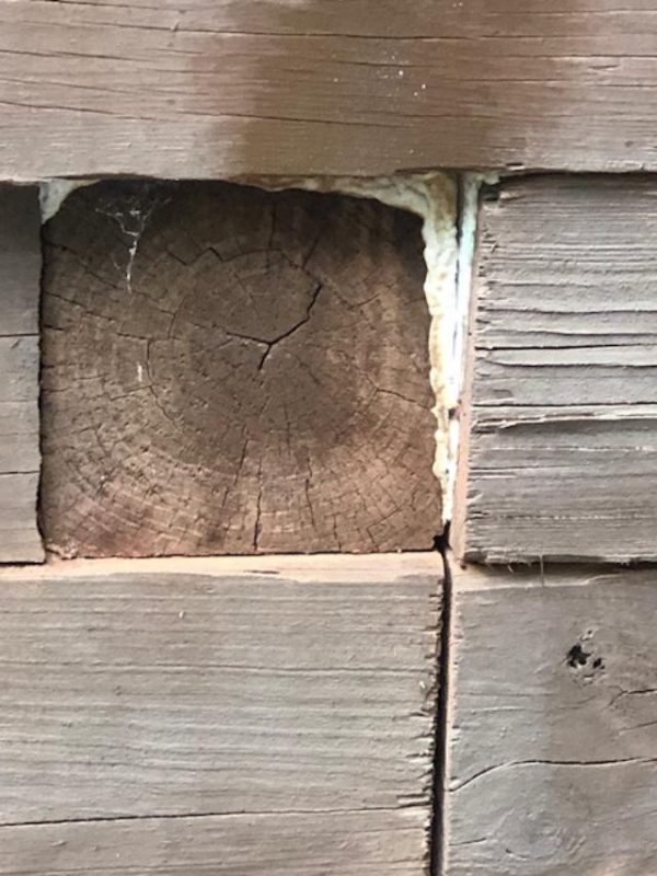 treated wood fungus 2 | Walter Reeves: The Georgia Gardener