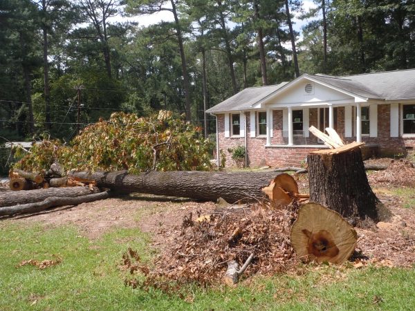 tree clear cut 3 | Walter Reeves: The Georgia Gardener