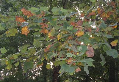 tulippoplardrought1 | Walter Reeves: The Georgia Gardener