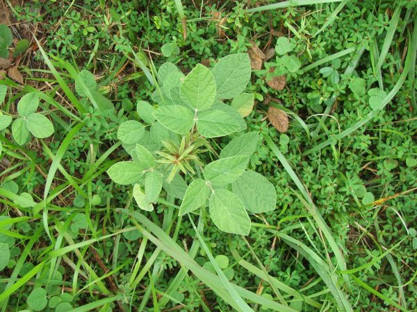 twining snoutbean 4 | Walter Reeves: The Georgia Gardener