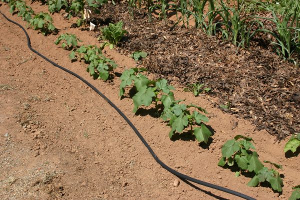 oats as cover crops