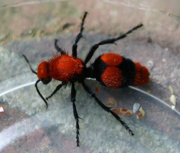 velvet ant