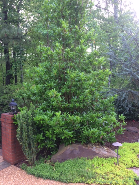 viburnum Chindo cold damage LLyle Collins 1 | Walter Reeves: The Georgia Gardener