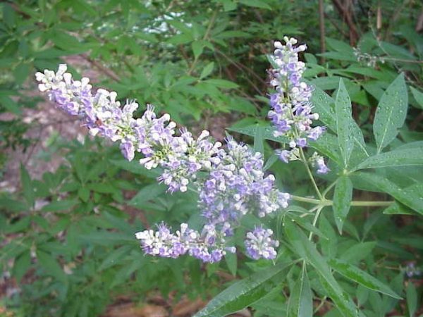 vitex flower