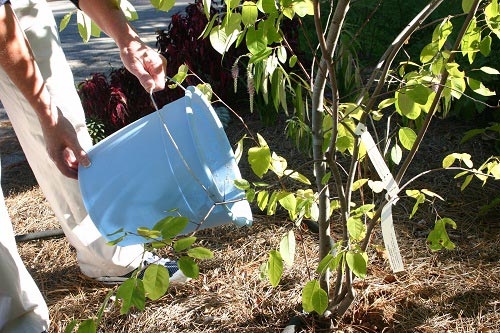 watering plant w bucket 3 | Walter Reeves: The Georgia Gardener Dihydrogen monoxide being used in a garden