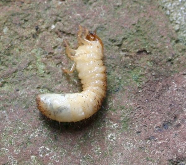 white grub