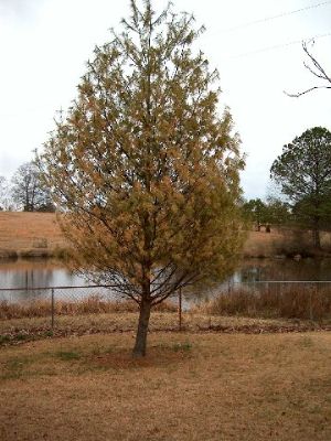 whitepine1 | Walter Reeves: The Georgia Gardener