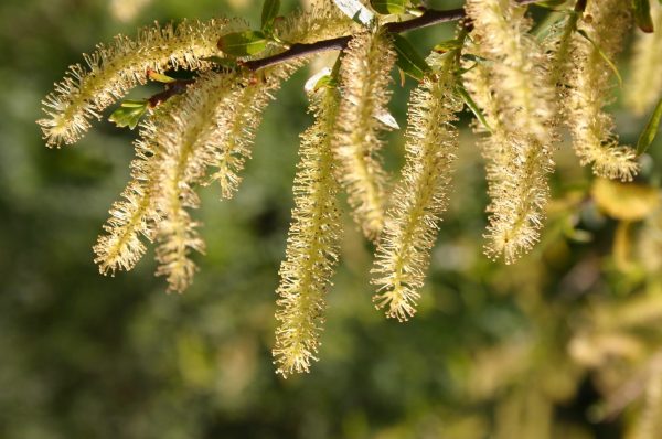 willow catkins