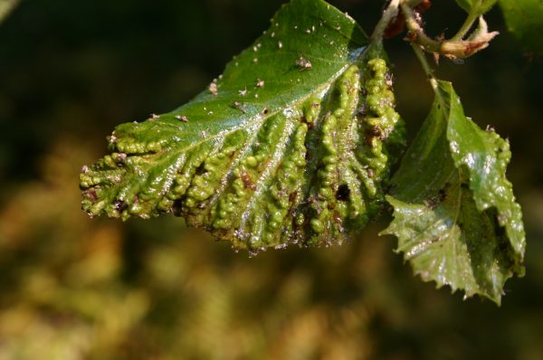 witchhazel gall aphid on birch