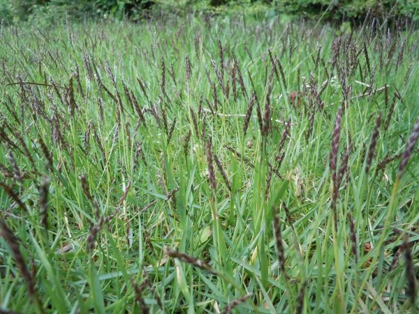 Reseeding zoysia