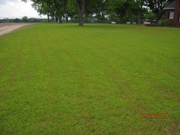 Pre-emergent under sod