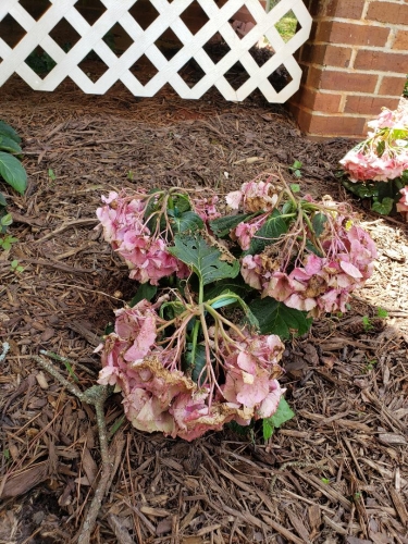 hydrangea-faded-1-375x500 | Walter Reeves: The Georgia Gardener