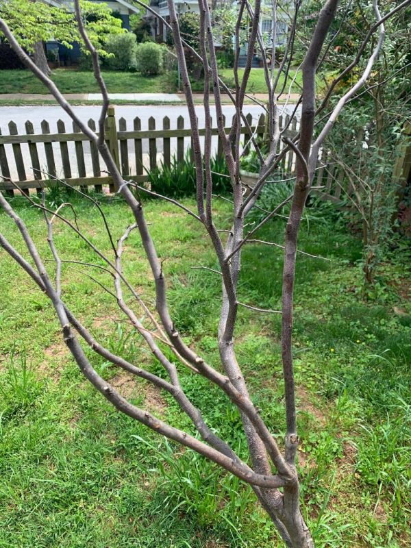 redbud planted too deep 3 | Walter Reeves: The Georgia Gardener