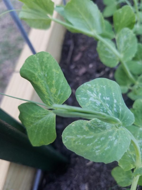 Grey small Aphids