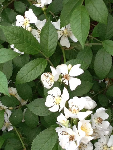 Rose | Walter Reeves: The Georgia Gardener