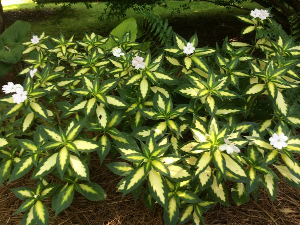 Virginias-impatients-photo | Walter Reeves: The Georgia Gardener