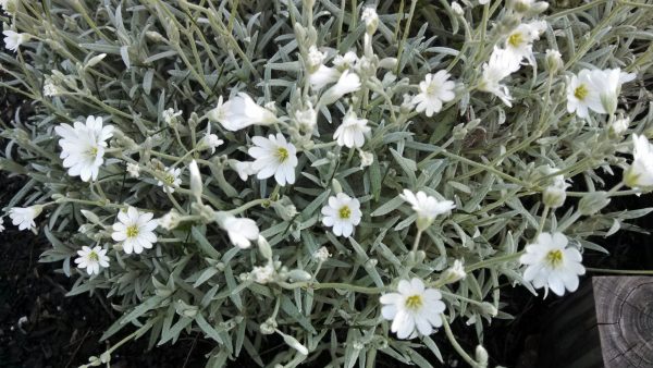 chamomile | Walter Reeves: The Georgia Gardener