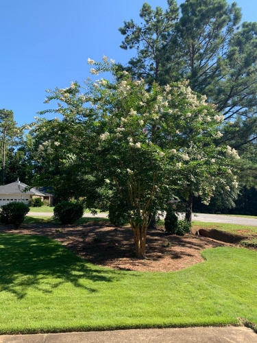 crapemyrtle pool