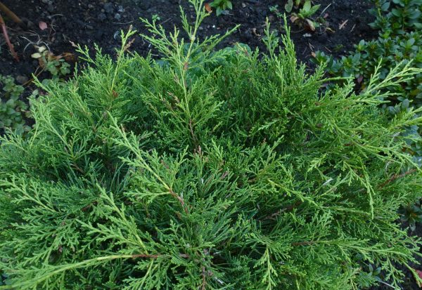 Dwarf Conifers for Atlanta