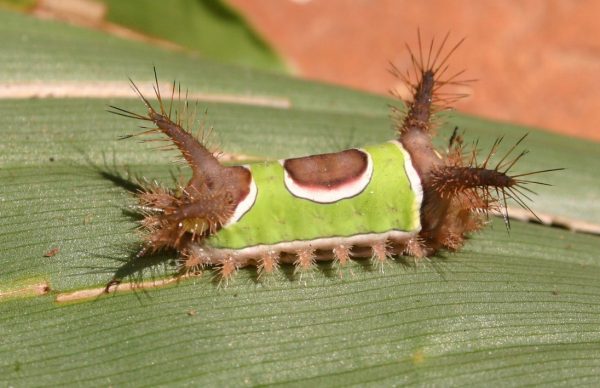 poisonous caterpillars