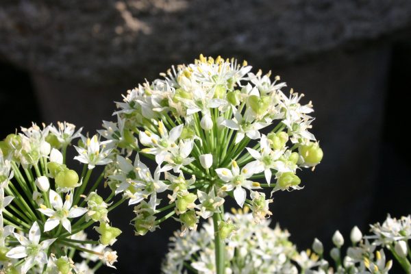 allium 1 | Walter Reeves: The Georgia Gardener