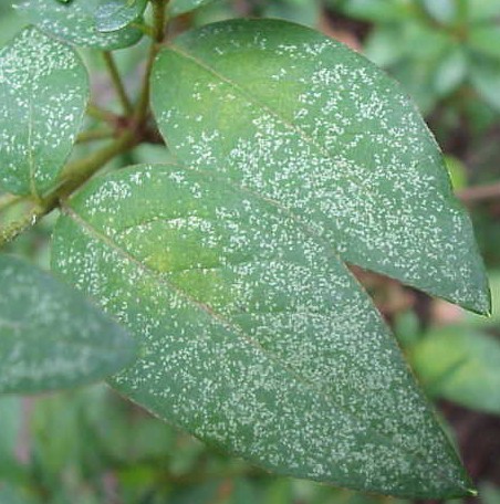 Lace bug drench honeybee