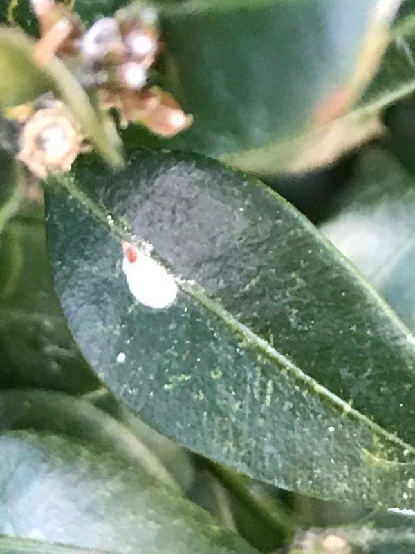 boxwood false oleander scale 1 | Walter Reeves: The Georgia Gardener