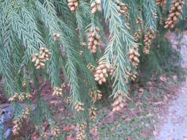 cryptomeria 4 | Walter Reeves: The Georgia Gardener